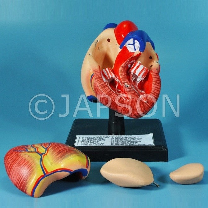 Human Heart, 4 Parts Human Heart, 4 Parts